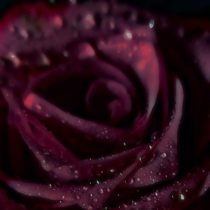 slow burn candle | plum + black violet + leather